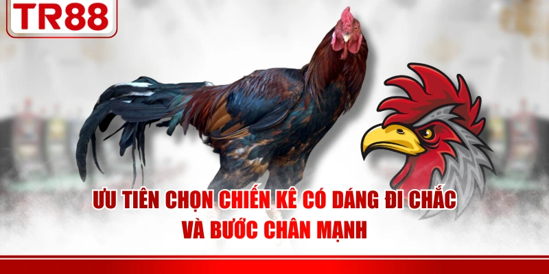 Ưu tiên chọn chiến kê có dáng đi chắc và bước chân mạnh